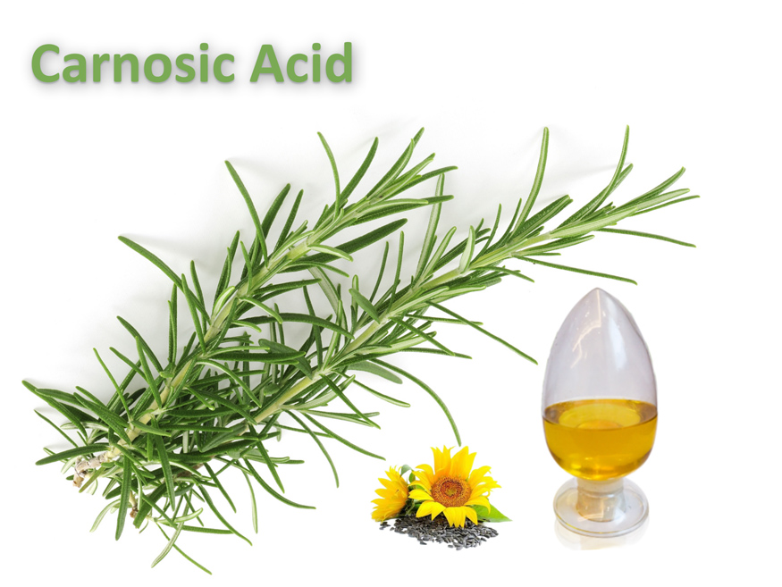 Carnosic acid powder supplier Carnosic acid powder supplier